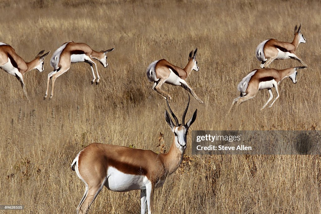 Springbok Rear Springbok High-Res Stock Photo - Getty Images