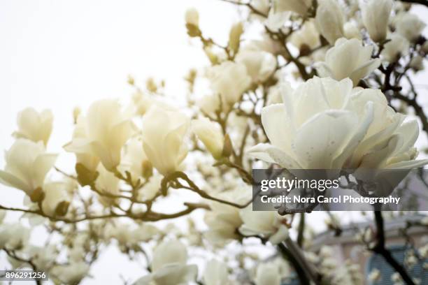 magnolia flowers background with copy space - magnolia stock-fotos und bilder