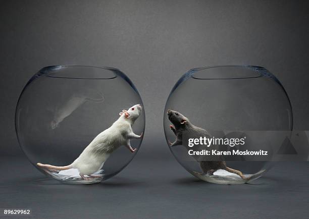 two rats in glass bowls looking at each other - racism stock pictures, royalty-free photos & images