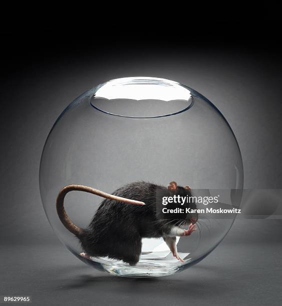 black rat in glass bowl looking out - goldfish bowl stock pictures, royalty-free photos & images