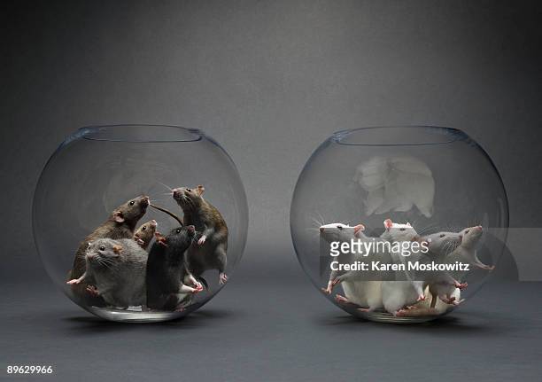 group of rats in glass bowls - segregation stock pictures, royalty-free photos & images