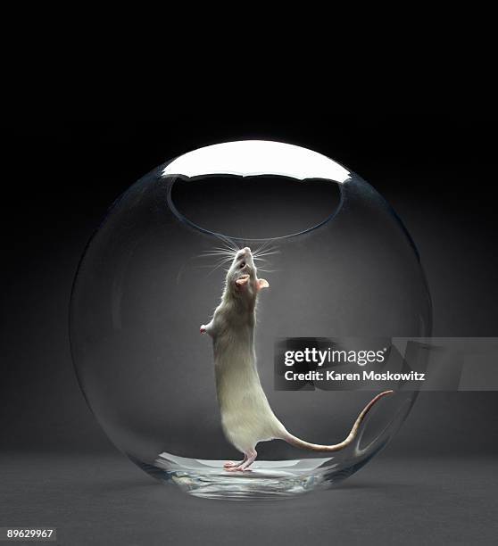 white rat looking up standing on hind lets - rat escaping stock pictures, royalty-free photos & images