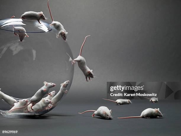 mice escaping from glass bowl - topo foto e immagini stock