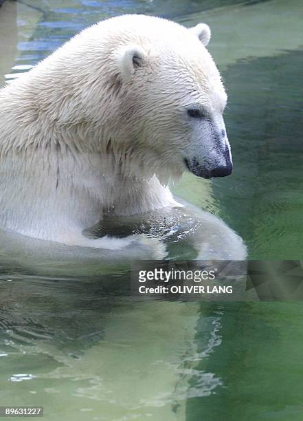 The two-year-old polar bear Gianna plays in the pool in her enclosure in Munich's zoo Hellabrunn, southern Germany on August 6, 2009. The Berlin...