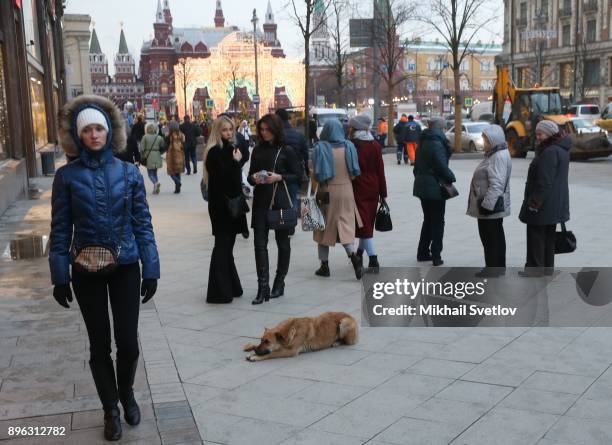 Stray dog lies on Tverskaya Street decorated for Christmas and New Year celebrations in Central Moscow, Russia, December 20, 2017.