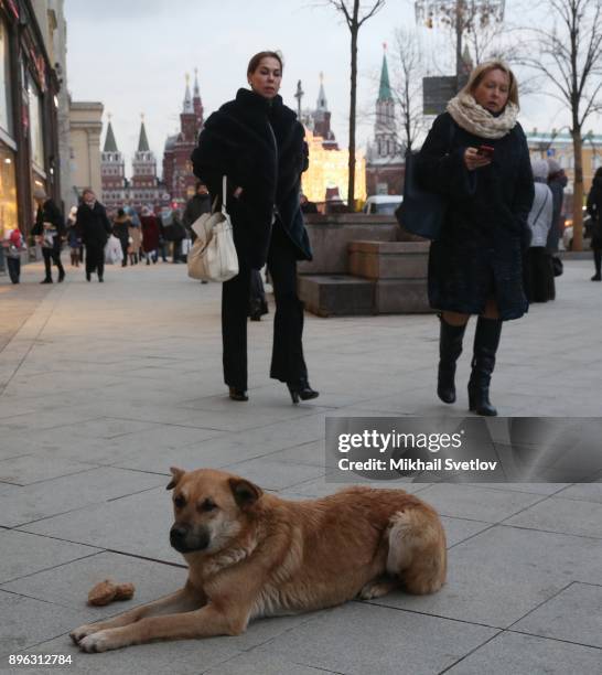 Stray dog lies on Tverskaya Street in Central Moscow, Russia, December 20, 2017.