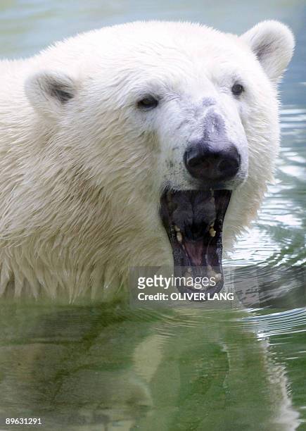 The two-year-old polar bear Gianna yawns in the pool of her enclosure at Munich's zoo Hellabrunn in southern Germany on August 6, 2009. The Berlin...