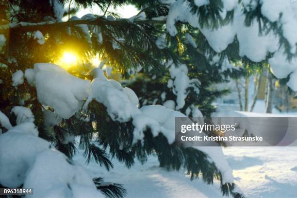 winter solstice - winter solstice 個照片及圖片檔