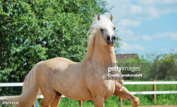running palomino welsh cob pony in manege - palomino horse stock pictures, royalty-free photos & images