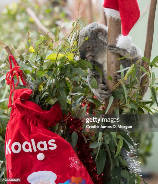 Koala called Iluka checks out her Christmas eucalyptus tree at Wild Life Sydney Zoo on December 21, 2017 in Sydney, Australia. A variety of native...