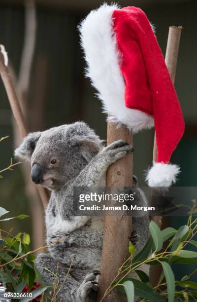 59 Native Australian Animals Enjoy Christmas Treats Photos and Premium High  Res Pictures - Getty Images