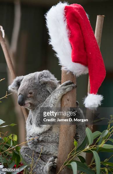 59 Native Australian Animals Enjoy Christmas Treats Photos and Premium High  Res Pictures - Getty Images