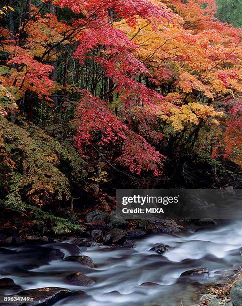 autumn leaves and stream - hachimantai stock pictures, royalty-free photos & images