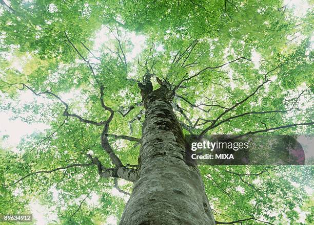 beech big tree - old growth forest stock pictures, royalty-free photos & images