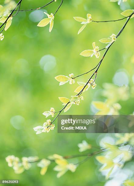 green leaves - hachimantai stock pictures, royalty-free photos & images