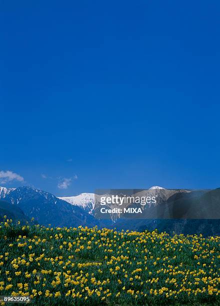 field of daffodil - 木曽山脈 ストックフォトと画像