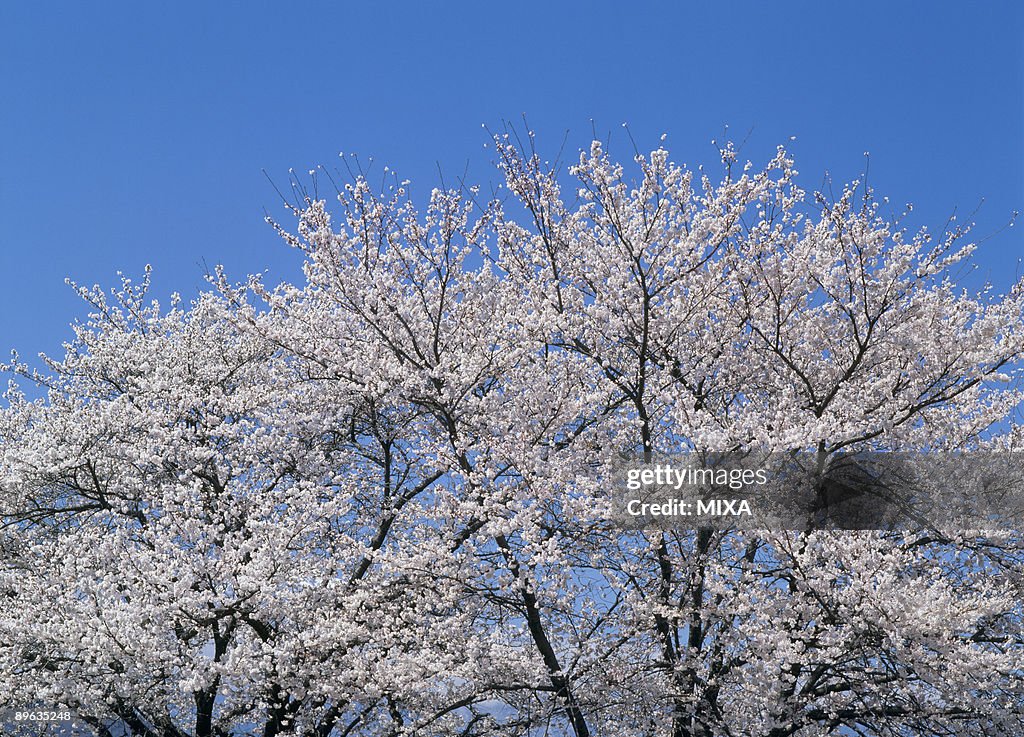 Cherry Blossoms and Blue Sky