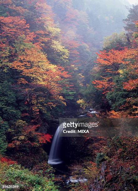 autumn leaves and waterfall - wakayama prefecture stock pictures, royalty-free photos & images