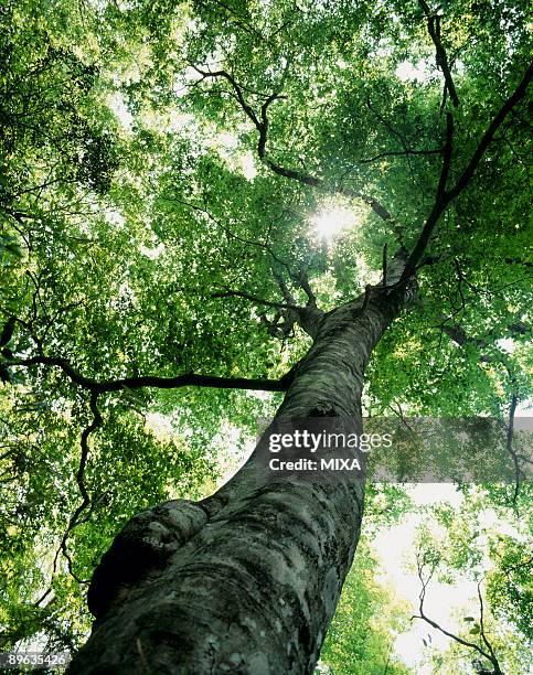 beech big tree - giant sequoia stock pictures, royalty-free photos & images