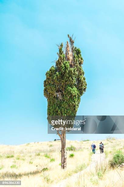 lonely cypress tree in the field, tourists hiking next to it - cypress tree stockfoto's en -beelden