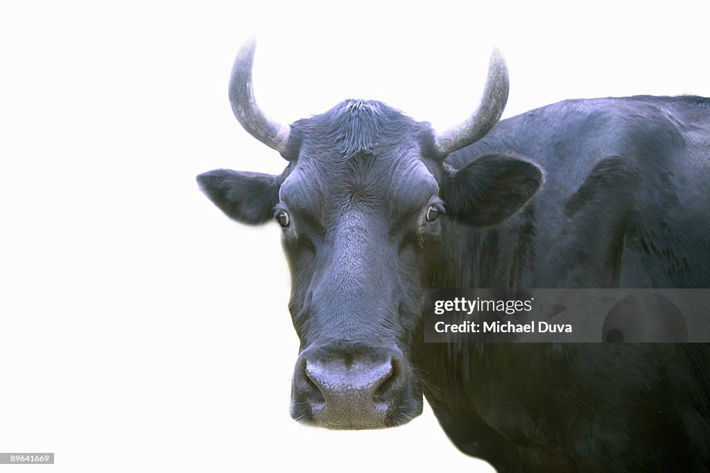 Studio portrait of a bull on a white background
