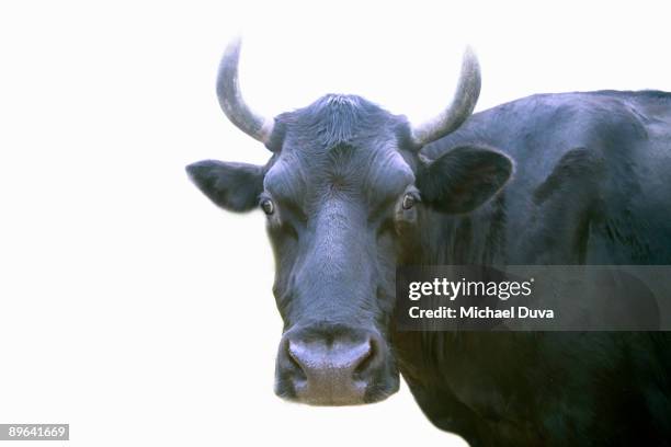 studio portrait of a bull on a white background - bullock bildbanksfoton och bilder