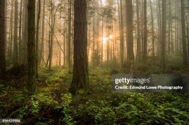 pacific northwest forest on a foggy morning. - washington state mountains stock pictures, royalty-free photos & images