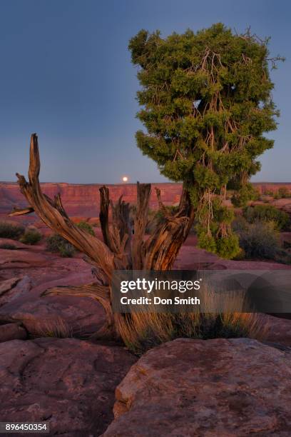 setting moon and juniper - slickrock trail stock pictures, royalty-free photos & images