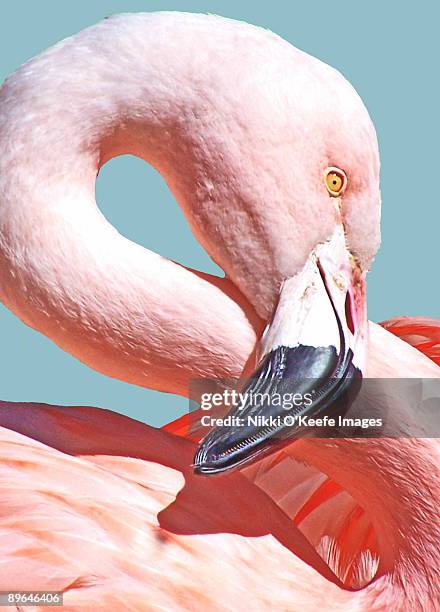 figure 8 - flamingo stockfoto's en -beelden