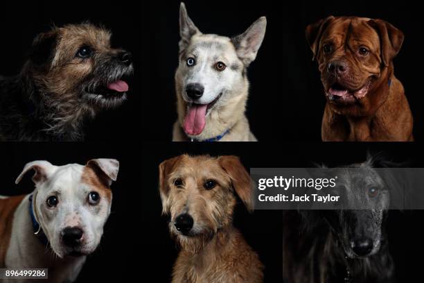 In this composite image dogs sit for a photograph Louise, an 8-year-old Border Terrier who has been at Battersea for 94 days; Kiely, a one-year-old...
