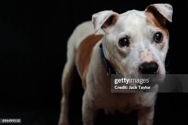 Irvin, an 11-year-old Staffordshire Bull Terrier, who has been at Battersea for 22 days sits for a photograph at Battersea Dogs and Cats Home on...