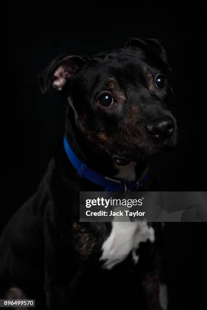 Virgil, a one-year-old Staffordshire Bull Terrier who has been at Battersea for 14 days sits for a photograph at Battersea Dogs and Cats Home on...