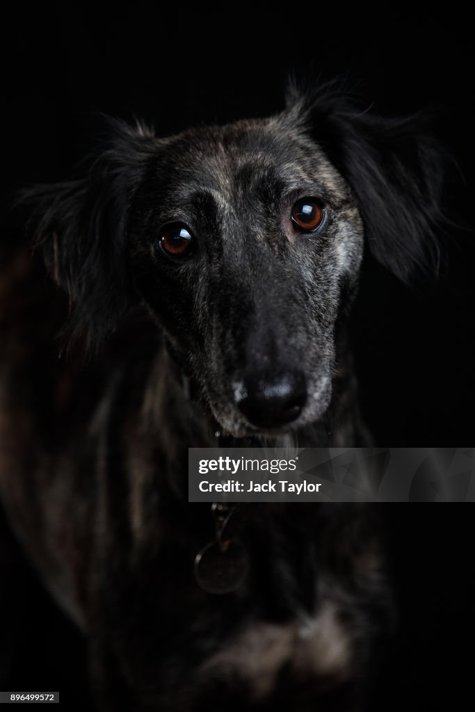 In From The Cold At Battersea Dogs And Cats Home