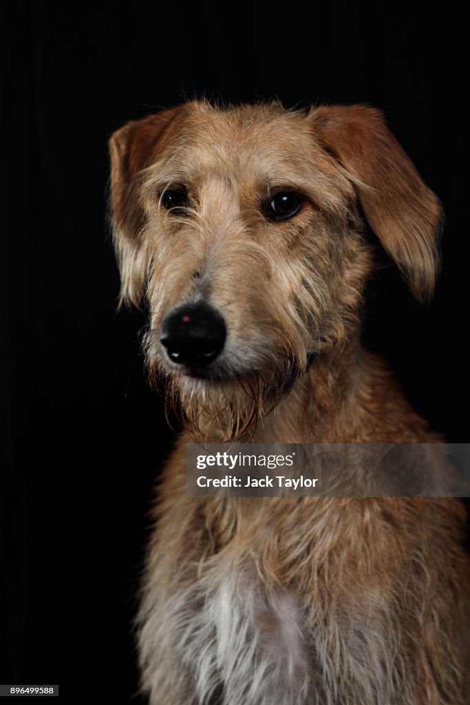 In From The Cold At Battersea Dogs And Cats Home
