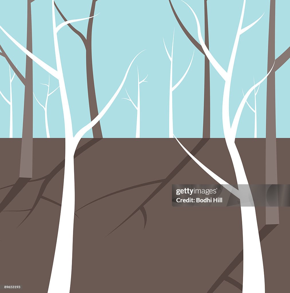Bare Trees