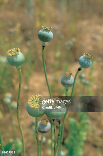 Poppy plant First plane of a poppy plant of which the opium is extracted