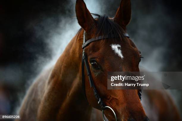Steam Riding Horses Steam Horse Photos and Premium High Res Pictures - Getty Images