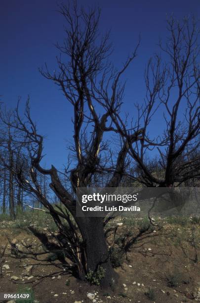 Burnt tree Detail of a tree burned by a fire in the mountain of Castellon