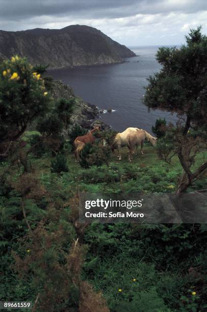 San Andres de Teixido Three horses eat in a cliff of San Andres of Teixido, A Coruna province