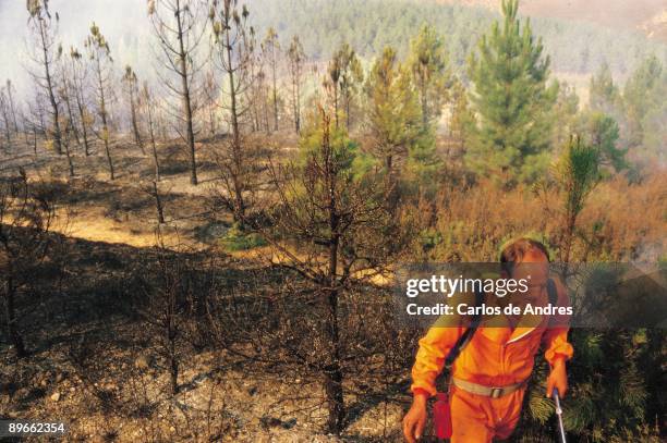 Fire of a forest Trees and burnt bushes after a fire in a forest