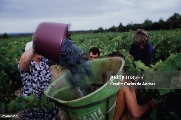 Spanish emigrants working during the vintage in Cesseras A woman overturns from a cube clusters to a basket during the vintage in Cesseras. The...