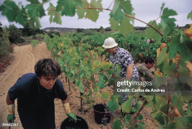 Spanish emigrants working during the vintage in Cesseras A group of Spanish emigrants picks up clusters of the vines in the vintage in Cesseras.