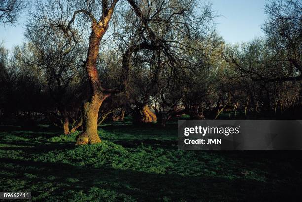 National Park Las Tablas de Daimiel. Ciudad Real Forest area in the natural environment of the Park