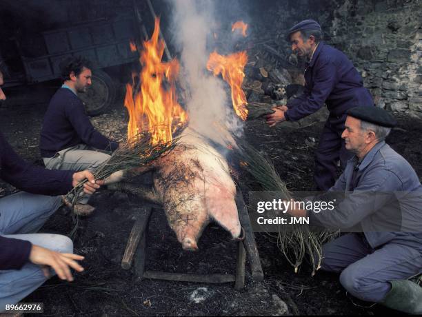 Pig slaughter A group of men burns the skin of the pig after killing him . Lores . Palencia province