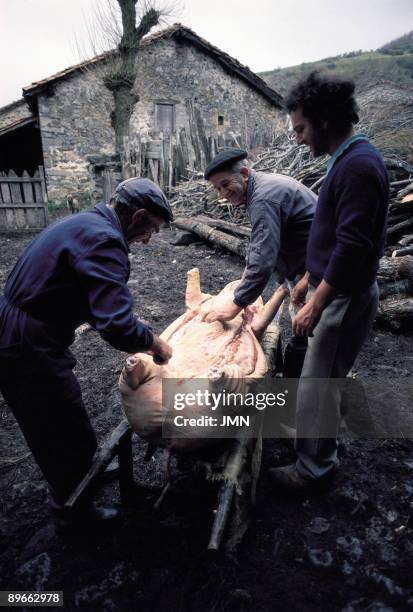 Pig slaughter A man removes the skin of the pig while other two help him after the slaughter . Lores . Palencia province