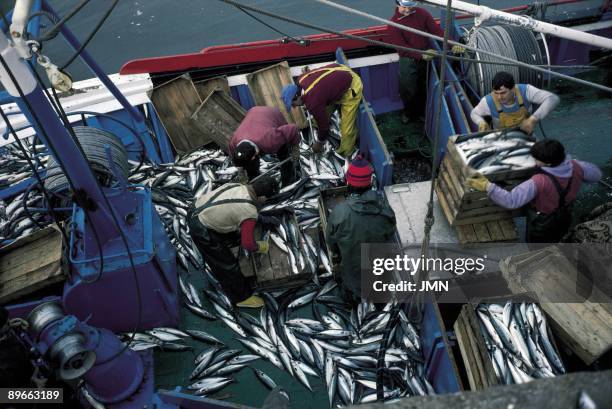 Fishermen of Santona. Cantabria ´Marsh of Santona´. Fishermen in a ship placing the fish in boxes, in the fishing port