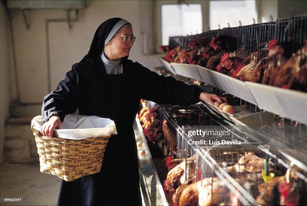 Nun picking up eggs A nun picks up the eggs of the hens in the corral of a Benedictine monastery.