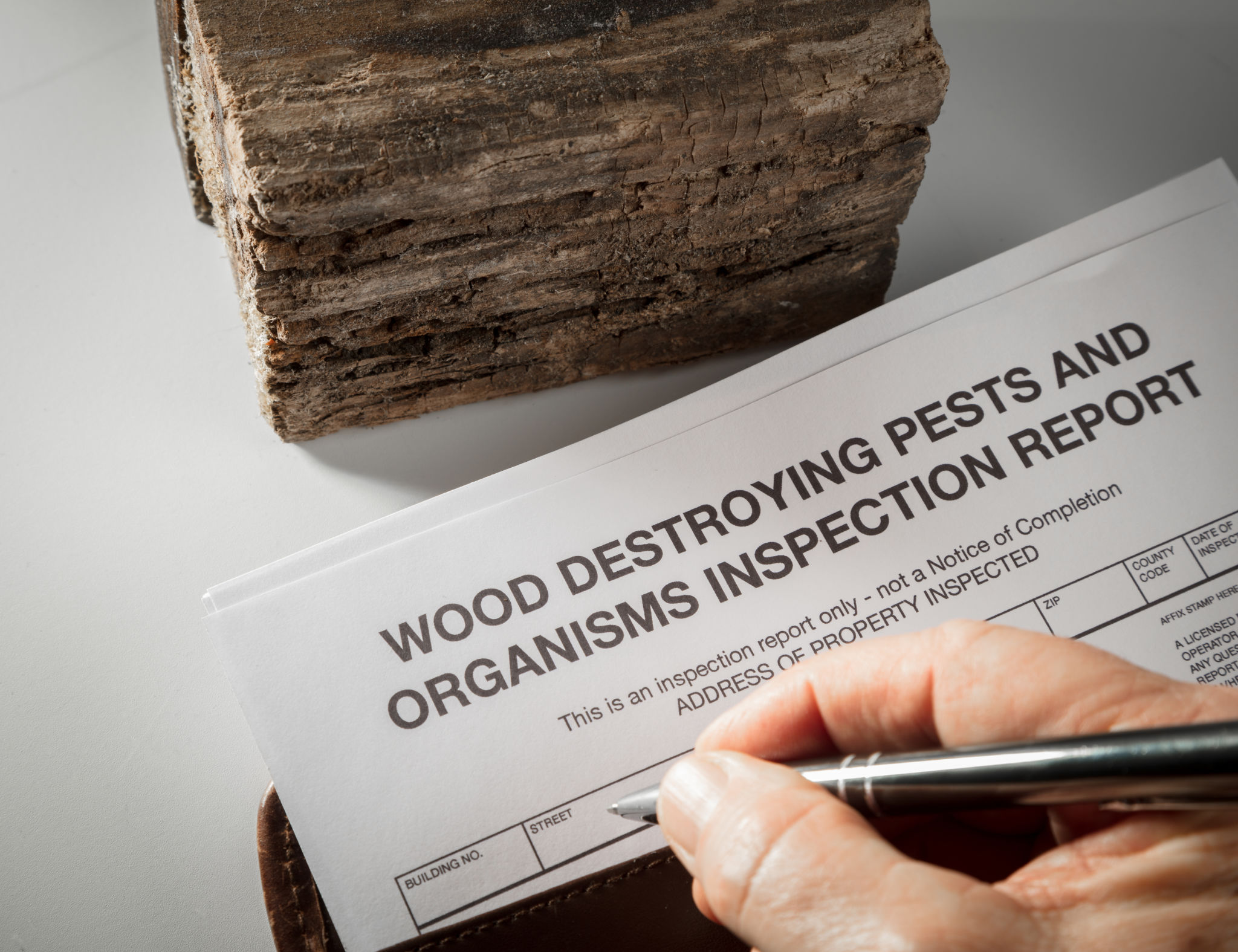 Pest inspection report with wood Pest inspection report with wood