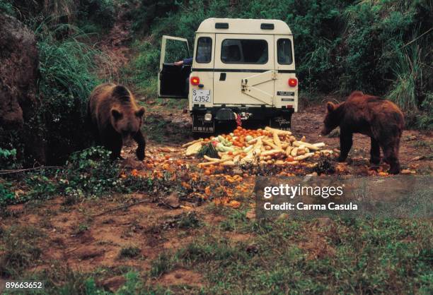Park of the Nature of Cabarceno. Cantabria Lunch time - oranges and bread - for these two bears of the park, a great natural zoo located 11...