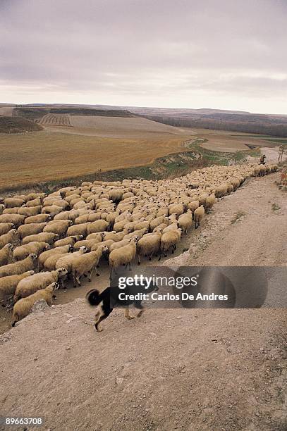 shepherd leading a flock of sheep panoramic view of a shepherd leading a flock of sheep and helped by their dogs . palenzuelas . palencia province - palencia province stock-fotos und bilder